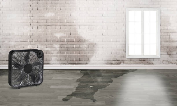 Best Flood damage cleanup  in Siena College, NY